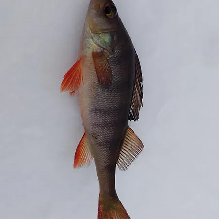 Latvus * روفانييمي